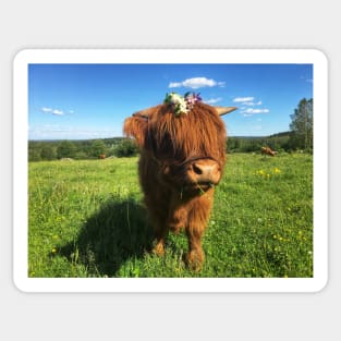 Scottish Highland Cattle Calf 2022 Sticker